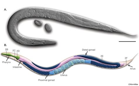 Caenorhabditis Elegans Nematode Reference Module In Life Sciences