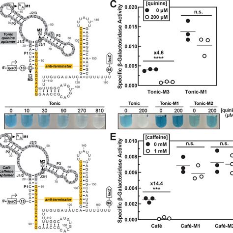 In Vivo Function Of Engineered Riboswitches Reveals That Tonic And Caf