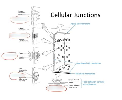 Cellular Junction Biology Lecture Exam 2 Diagram Quizlet