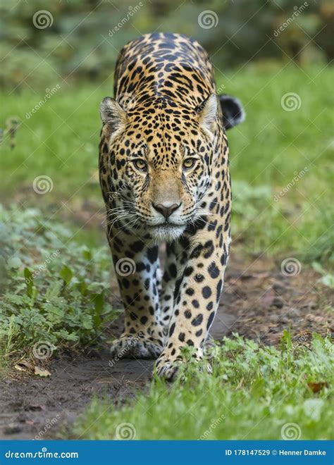 Frontal Close-up View of a Jaguar Stock Image - Image of close, conservation: 178147529