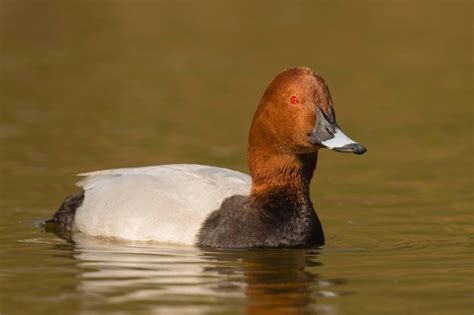 Premium Photo Common Pochard Aythya Ferina Malaga Spain