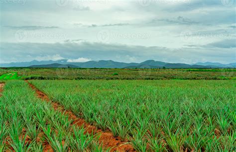 Plantation D Ananas Paysage Ferme D Ananas Et Montagne Culture Des