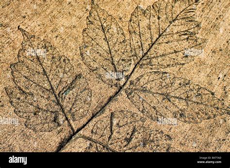 Fossilized Leaf Imprint Stock Photo Royalty Free Image 33364197 Alamy