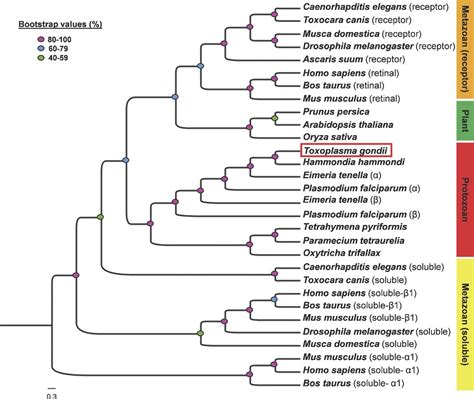 An Unusual And Vital Protein With Guanylate Cyclase And P4 Atpase