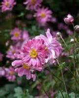 Anemone Hupehensis Japonica Prinz Heinrich Prince Henry Wind Flower