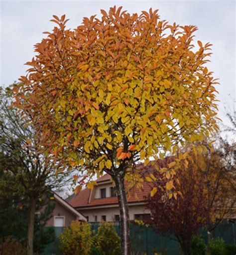 Okrasn Vi E K Ovit Globosa Na Km Nku Cm Kont L Lumigreen Cz