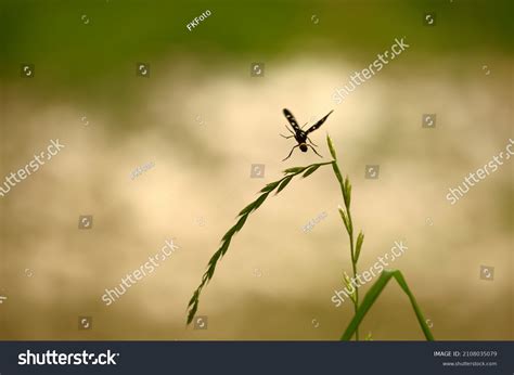 Black Bug Flying Grass Stock Photo 2108035079 Shutterstock