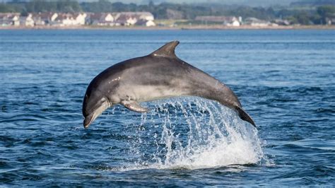 Dolphins Being Used To Protect Russian Navy Base In Crimea New