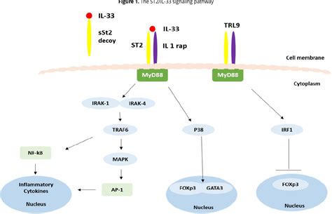 Figure 1 From The Role Of The Il 33 St2 Axis In The Pathogenesis Of