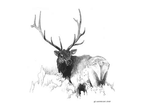 Elk Drawing By Paul Shafranski Pixels