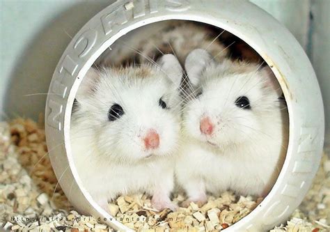 15 Awesome Pics Of Adorable Hamsters No 9 Is So Cute Reckon Talk