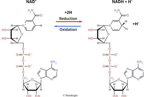 Nadh Proteopedia Life In 3d