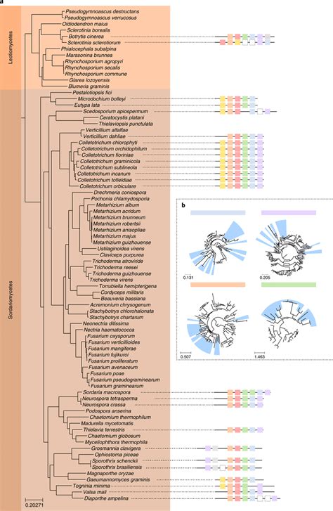 Example Of Gene Cluster Families Classified As Vertically Evolving A B