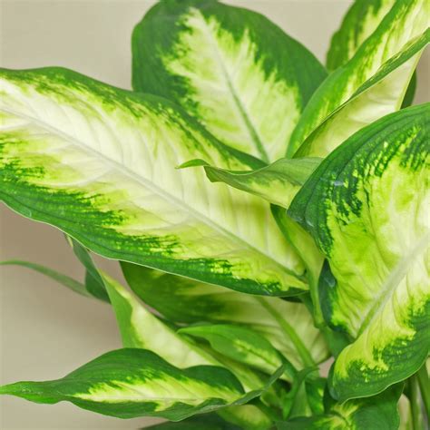 Dieffenbachia "Camille" - Plant Care