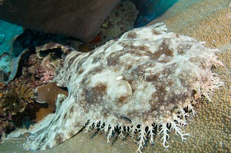 Daily Photo Wobbegong Shark - POTD - Underwater Tribe