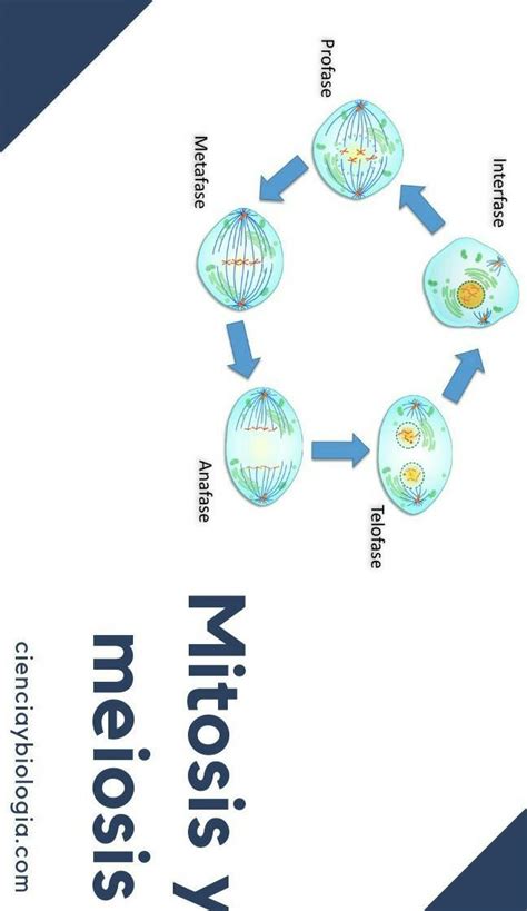 Cuantas Divisiones Ocurren En La Mitosis Brainly Lat