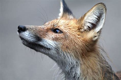 141 Best Fox Head Profile Images On Pinterest Fox Red Fox And Red