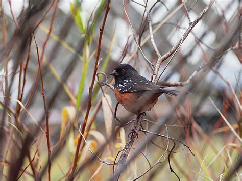 Male Spotted Towhee | BirdForum