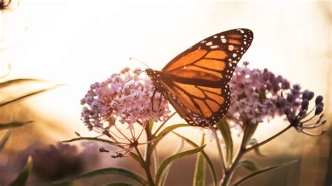 Download wallpaper 3840x2160 butterfly, flowers, macro, closeup 4k uhd ...