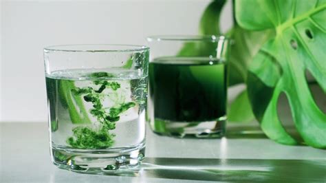 Is Chlorophyll Good for Weight Loss? | Health Reporter