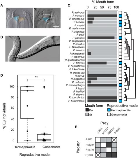 Plasticity And Reproductive Mode Correlate In Pristionchus Nematodes