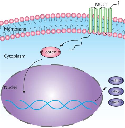 Schematic Depiction Of The Mechanism Underlying MUC1 Mediated