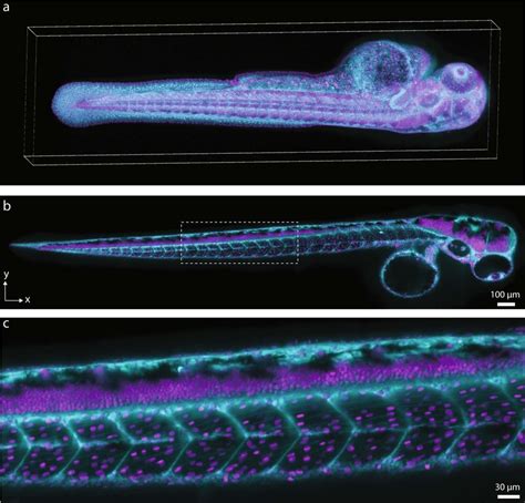 Dual color imaging of a zebrafish larvae The larvae is imaged at 2 dpf ...