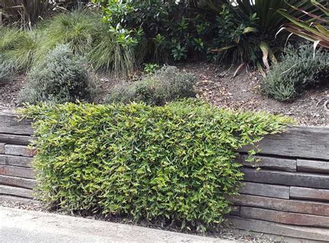 Grevillea Gaudi Chaudi Granton Plants Hobart