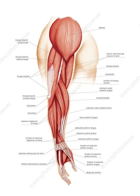 Muscles of upper limb - Stock Image - C020/0456 - Science Photo Library