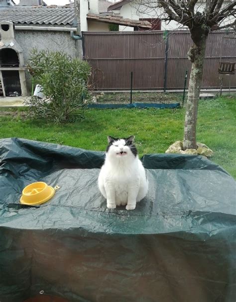 Bad Ass Chonker R Chonkers