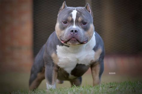 American Bully Breed 101 The Complete Guide To Pocket Standard Xl