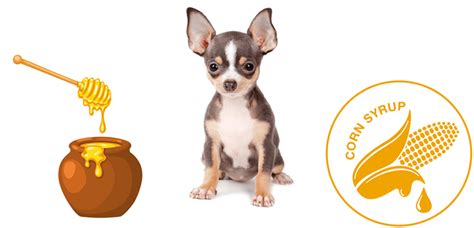 Hypoglycemia In Chihuahuas The Definitive Guide