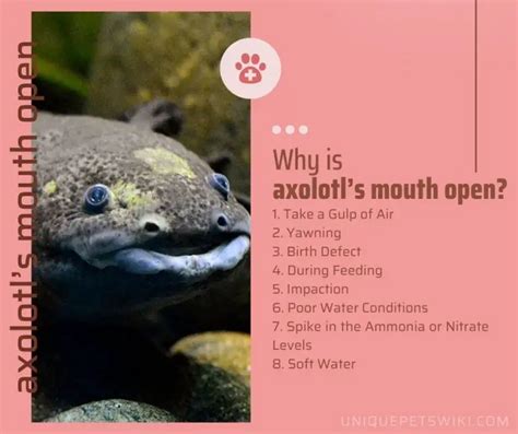 Why Is My Axolotls Mouth Open