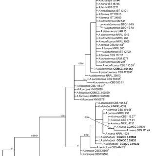 Phylogenetic Tree Inferred From The Partial Its Sequences Showing The