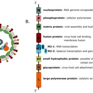 Human Metapneumovirus HMPV Virion Structure With Viral Proteins And