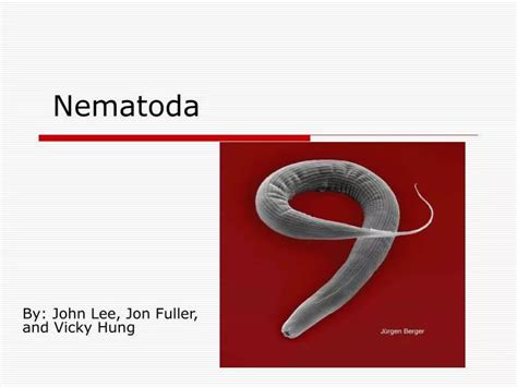 Ppt Nematoda Powerpoint Presentation Free Download Id457549