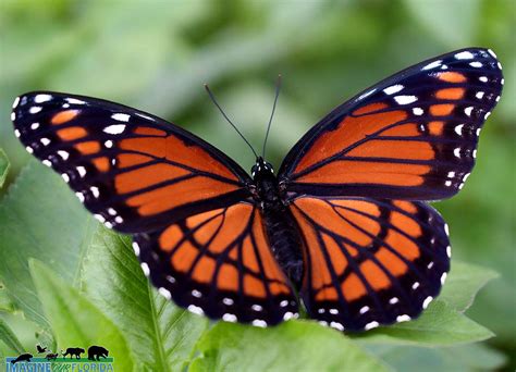 Viceroy Butterfly | Imagine Our Florida, Inc