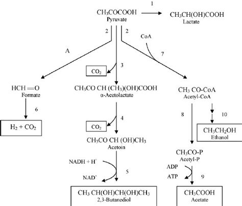 Mixed Acid And Butanediol Fermentation Carried Out By The Download