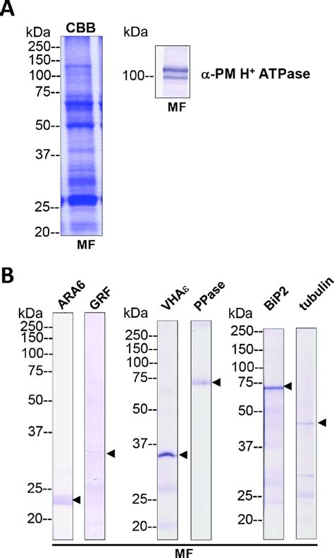 Total membrane fractions of Chara internodal cells. (A) Proteins of... | Download Scientific Diagram