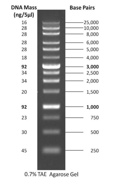 DNA Ladders 1 Kb 1 Kb Plus 100 Bp 100 Bp Plus And Uses