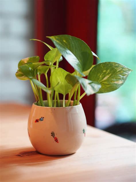 Plant Propagation: How to Propagate a Pothos Plant