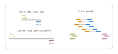 Timer Raccomandazione lento de novo genome assembly la zona Ingorgo ...