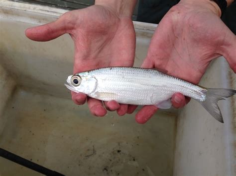 Mooneye Fishes Of The Upper Green River Ky · Inaturalist