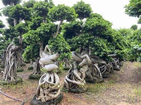 Ficus Microcarpa Bonsai Ficus Panda Plant Ficus Lyrata For Sale