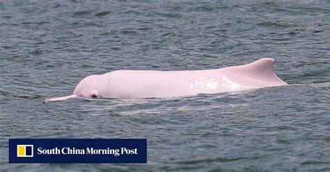 Fewer ferries lead to more Chinese white dolphin activity, Hong Kong ...