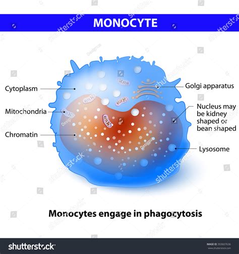 Monocyte Differentiate Into Macrophages Dendritic Cells Stock Vector