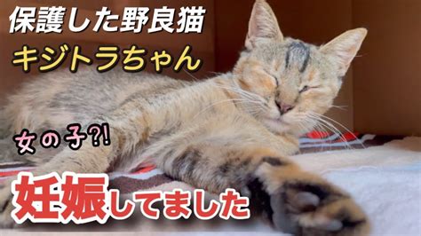 保護した野良猫は女の子⁈しかも妊娠していました。 Youtube