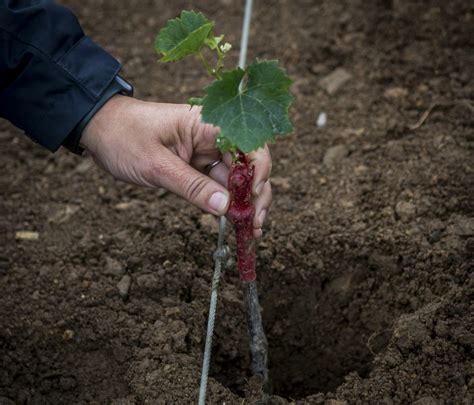 Viens Planter Ton Cep Dans Le Vignoble Nantais Routes Des Vins