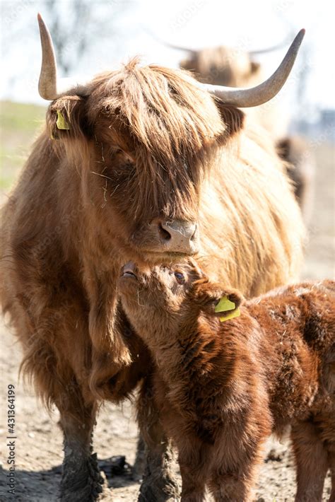 Schottisches Hochlandrind Kalb Mit Muttertier Das Ist Liebe Stock