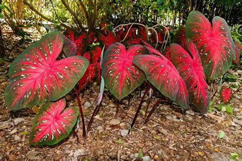 Qual Melhor Planta Para Colocar No Banheiro Mundo Ecologia